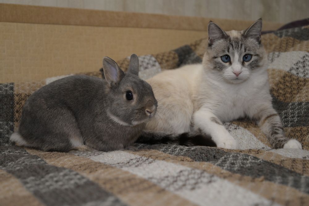 Пушистая парочка