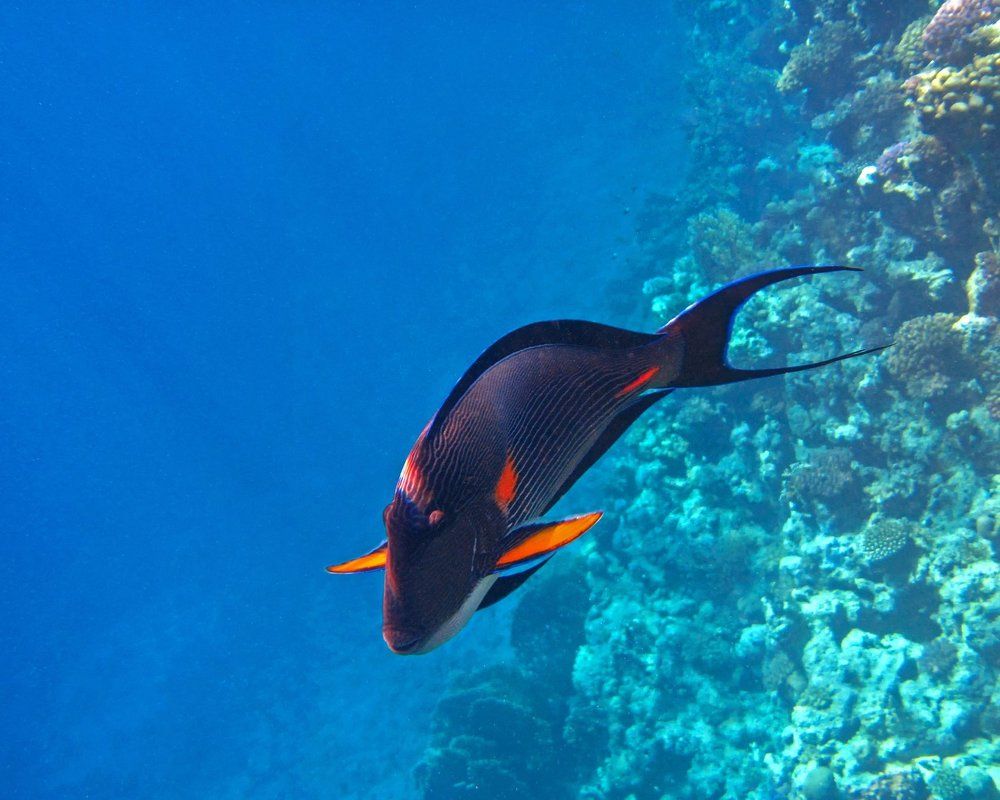 Общительный хирург