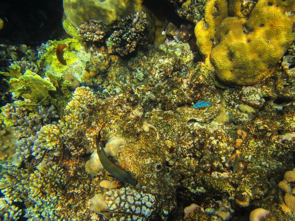 Заросли кораллов