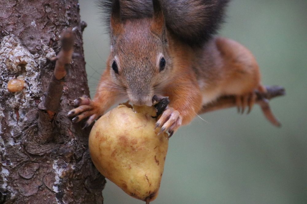 Любитель груш