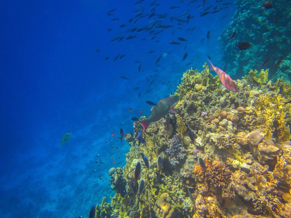 Обитатели Красного моря