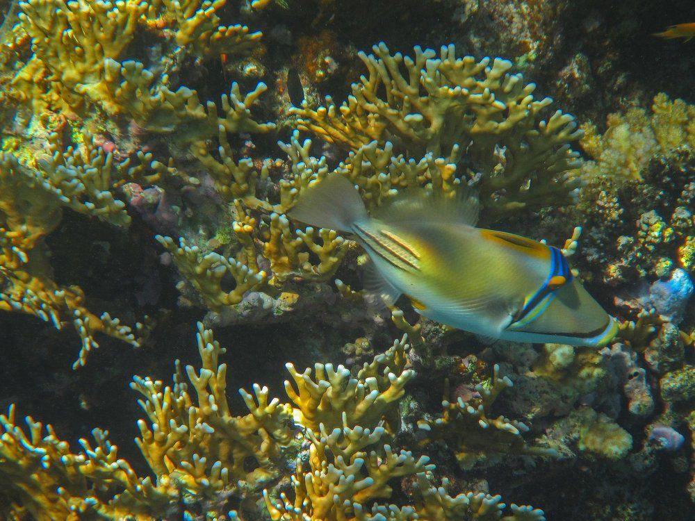 Ринекант Пикассо