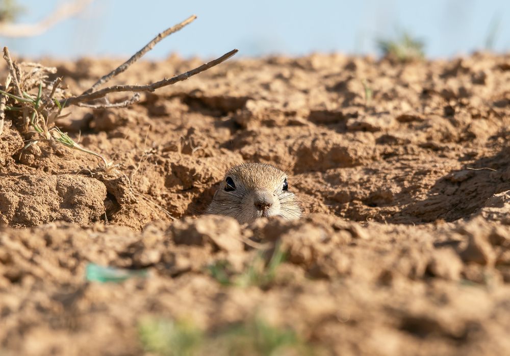 маскировка