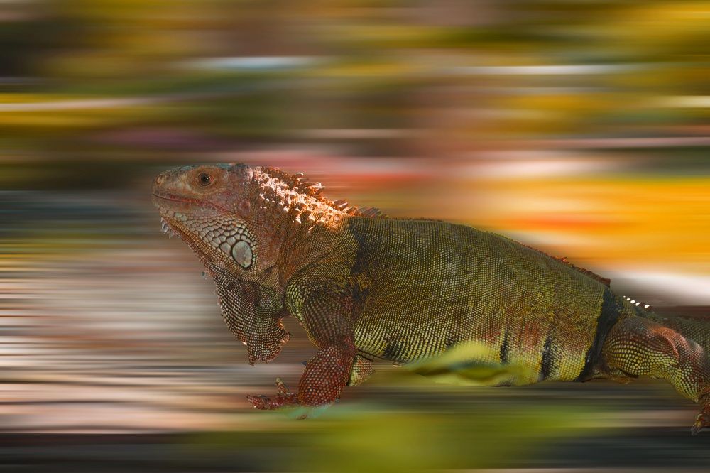 Iguana