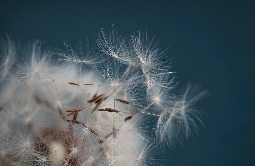 Летучий одуванчик/ Flying dandelion