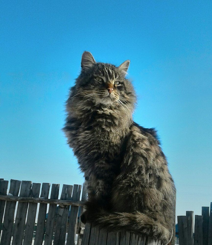 Дикий кот