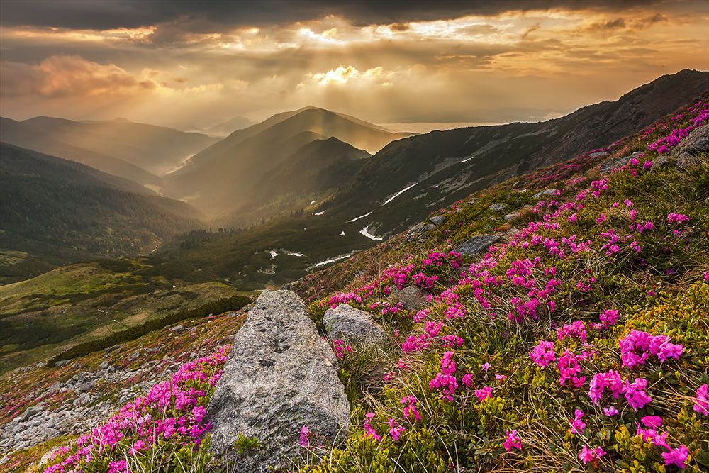 Carpet of Peony Mountains in Rodnei Mountains