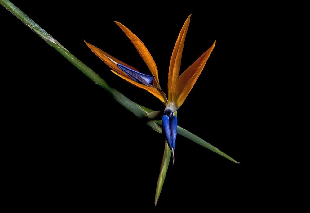 Bird of paradise