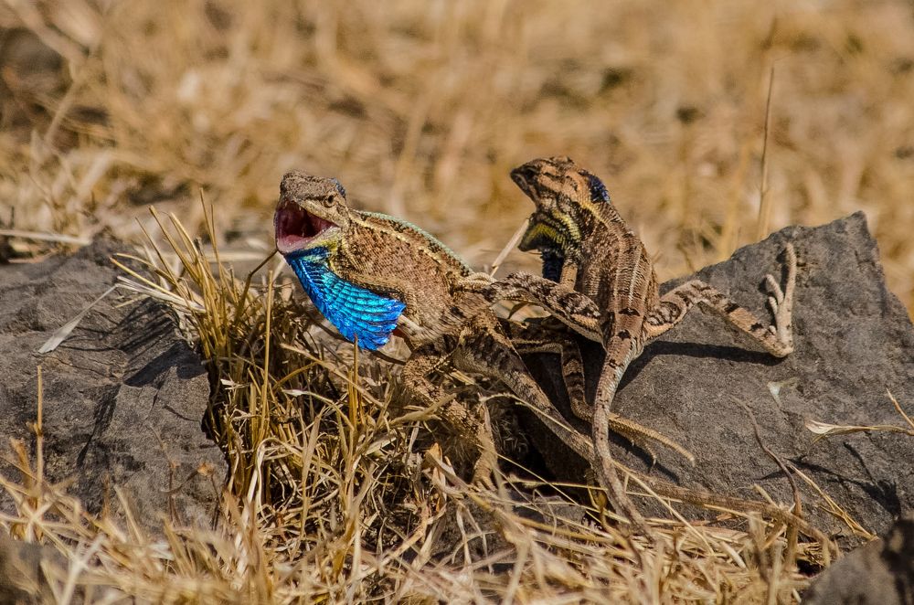 Fight of the dragons