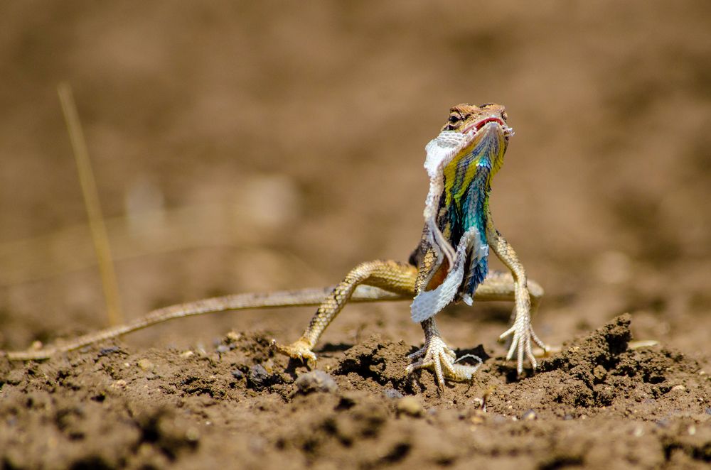 I eat my own skin, What is your super power?