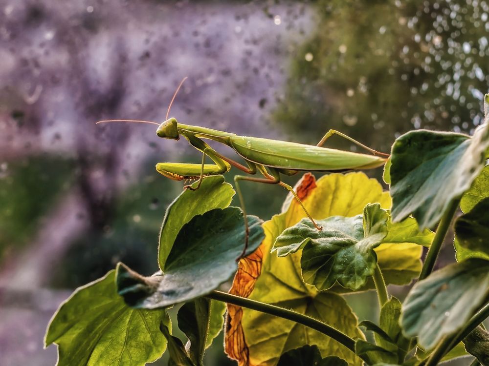 Пришедший в гости
