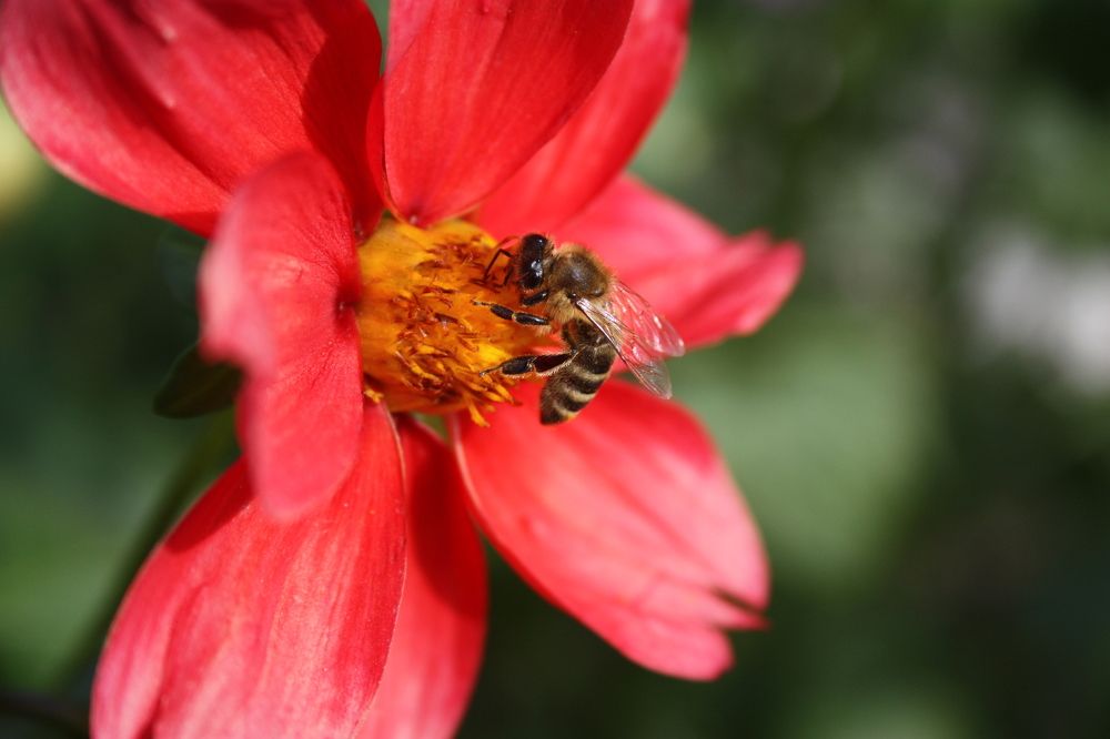 Воспоминание о лете