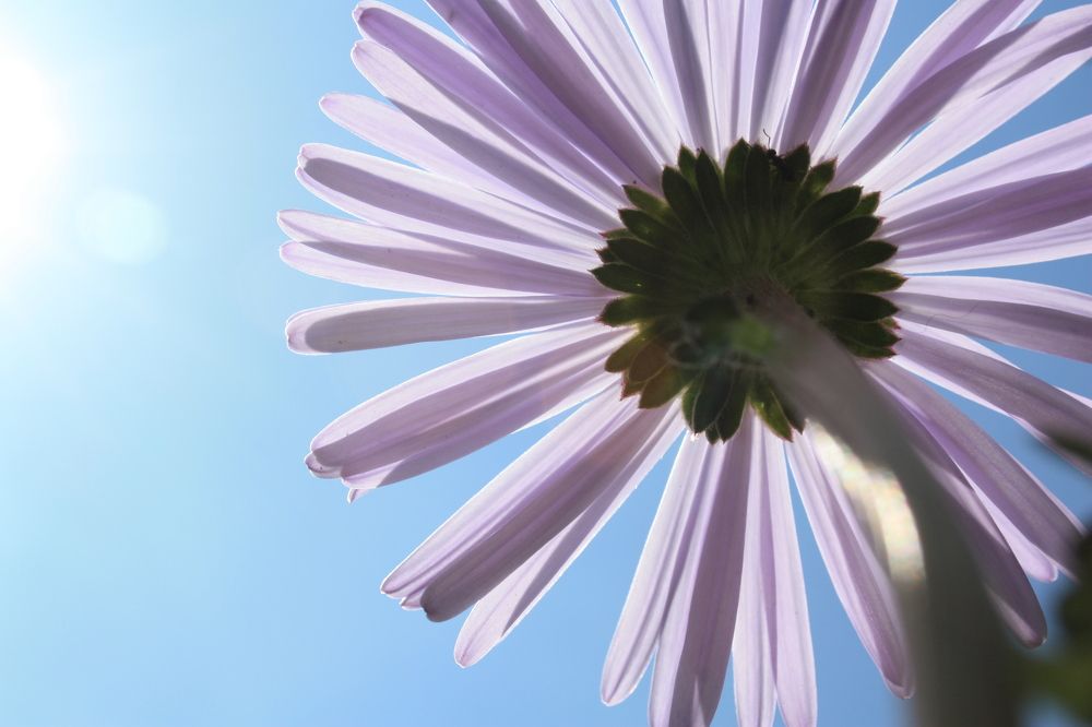 Солнечный привет