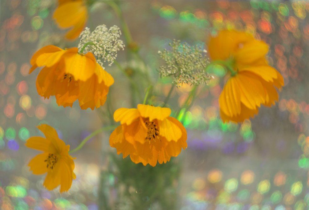 Диско цветы