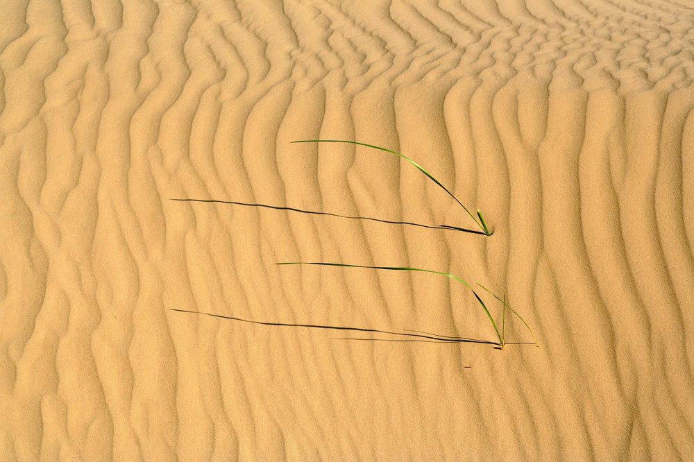 Всюду жизнь... Казахстан. Приаральские Каракумы.