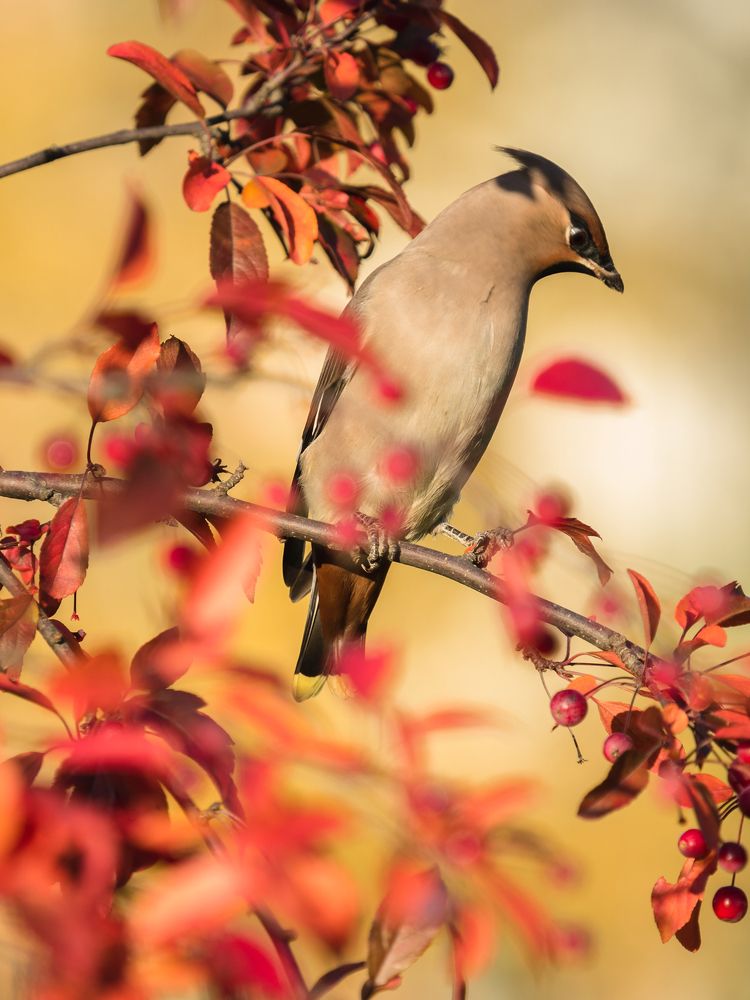 Свиристель