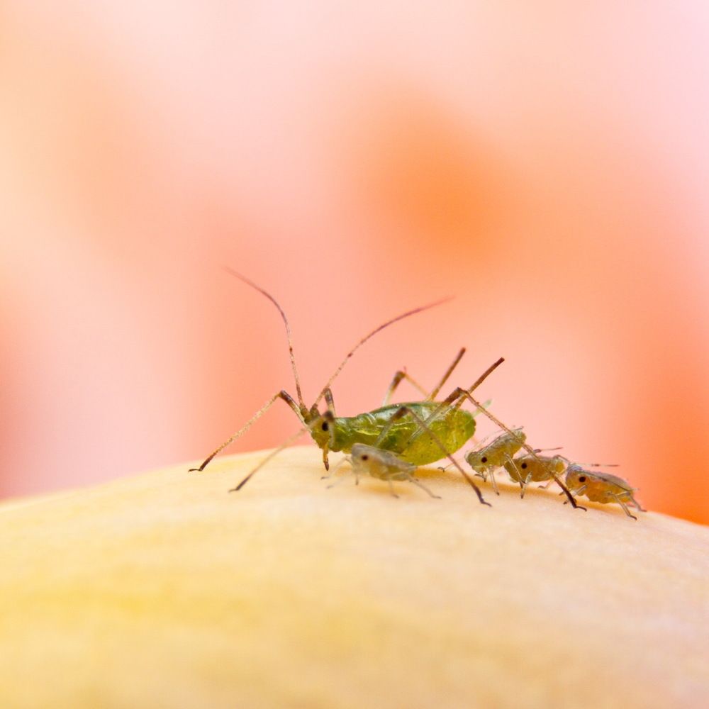 Семейка паразитов