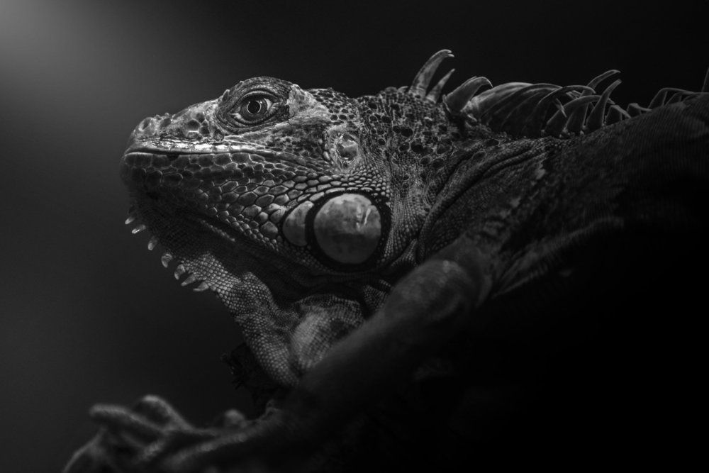 Iguana Negro