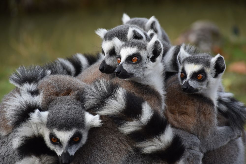 lemur family