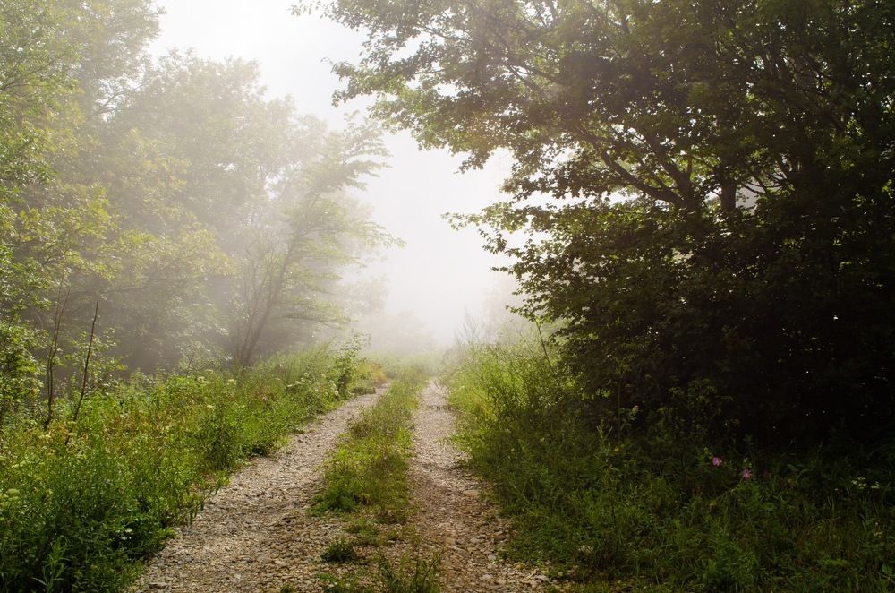 Облако в лесу