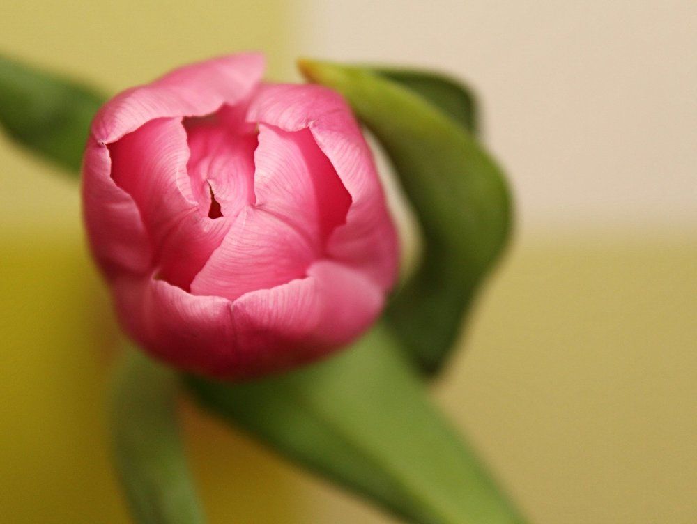 Фотография автора Alina Naidyonova