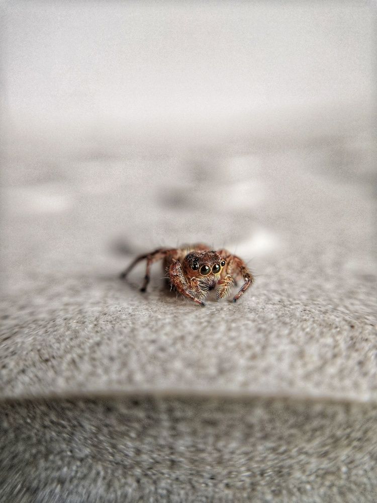 Macro lens