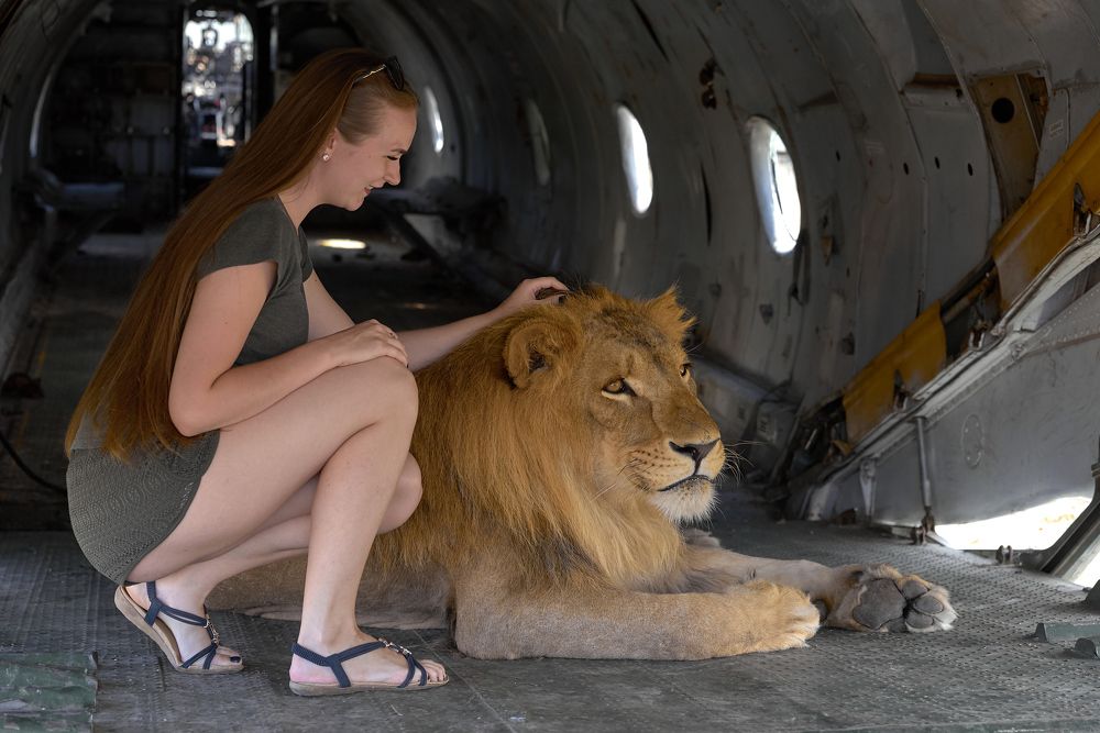 Свидание со львом!