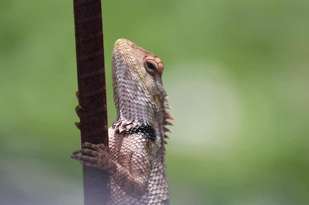 Garden lizard