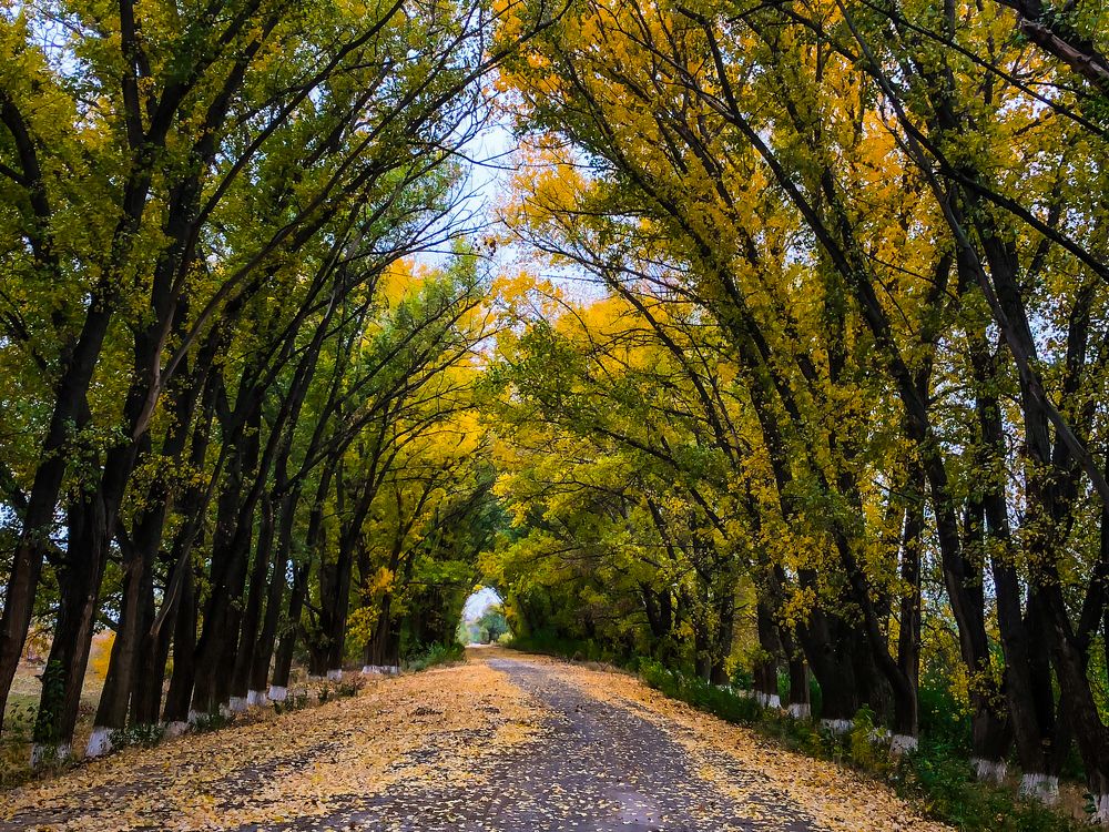 Остатки осени