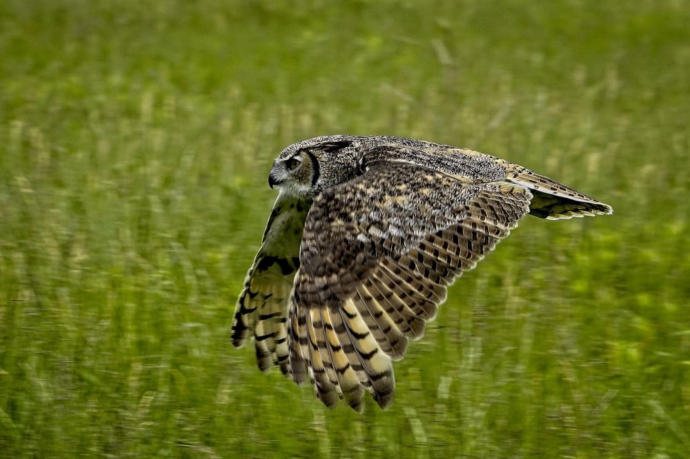 Horned owl in flight
