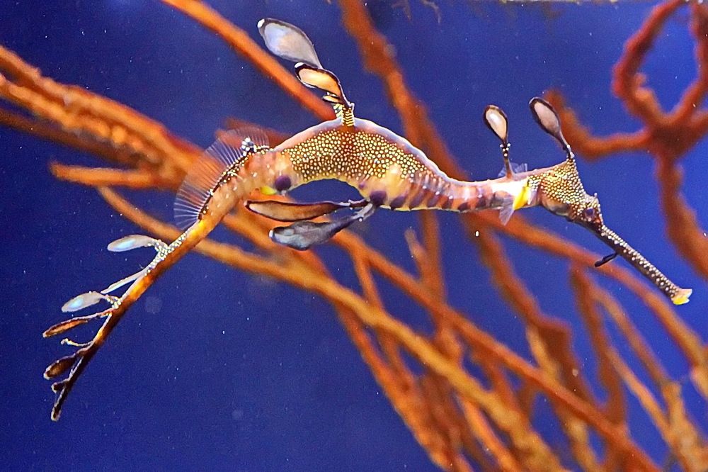 Морской Дракон