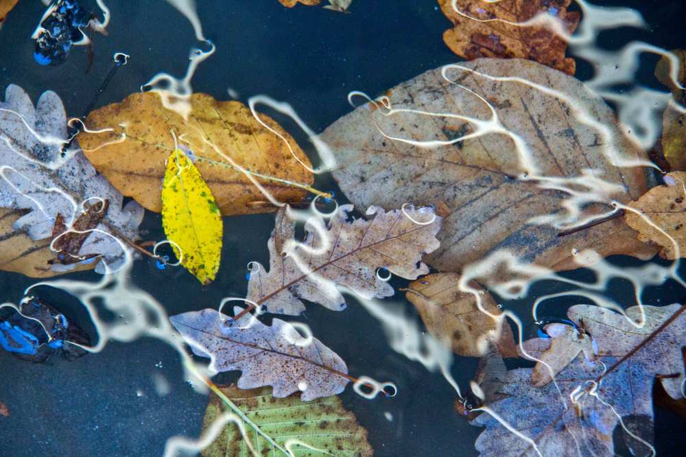 Движения природы...