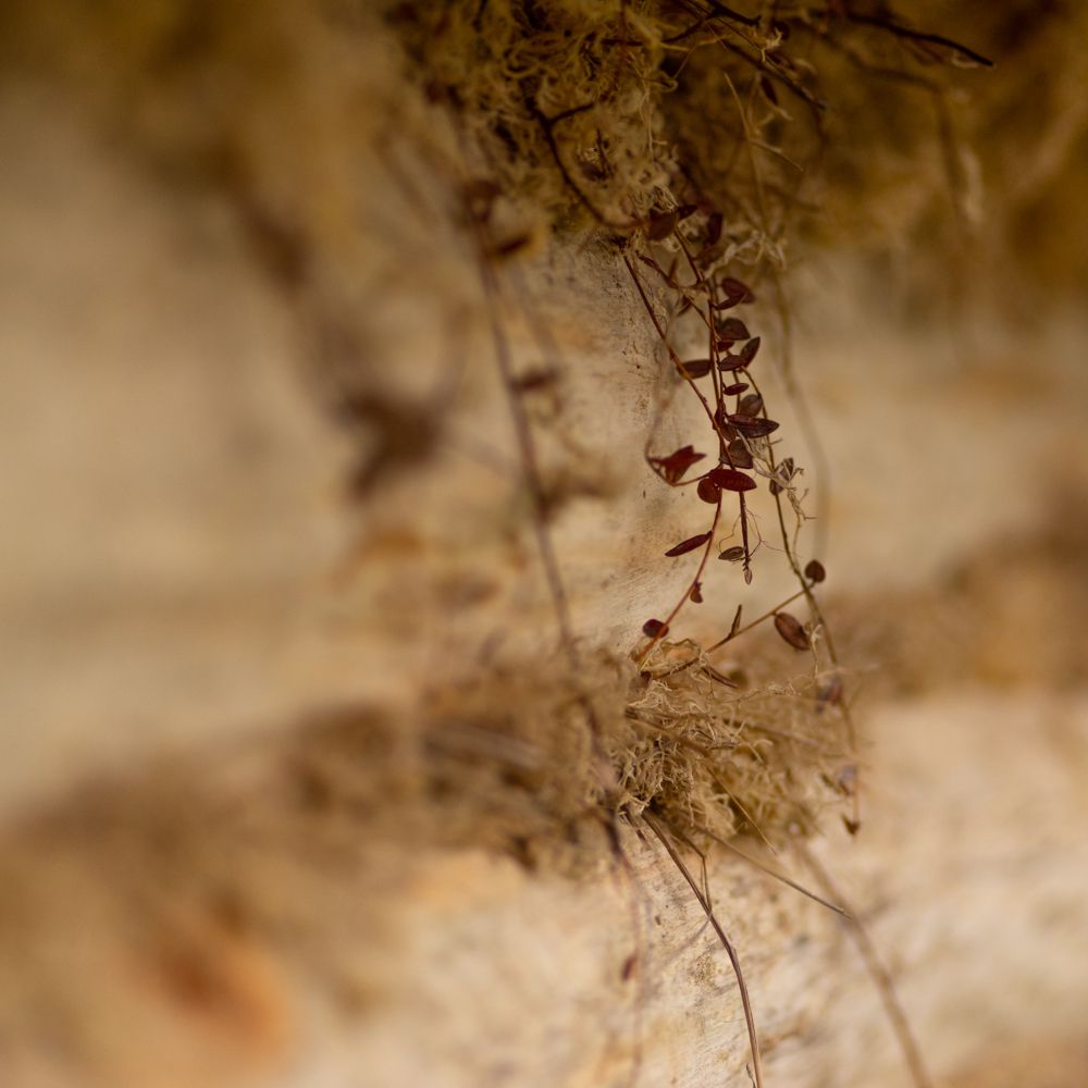 Среди бревен