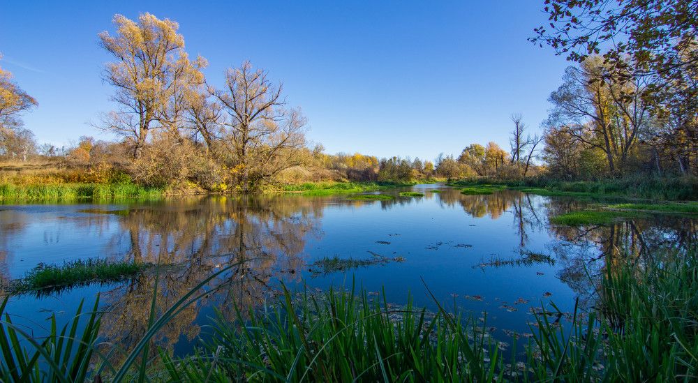 В гостях у уток