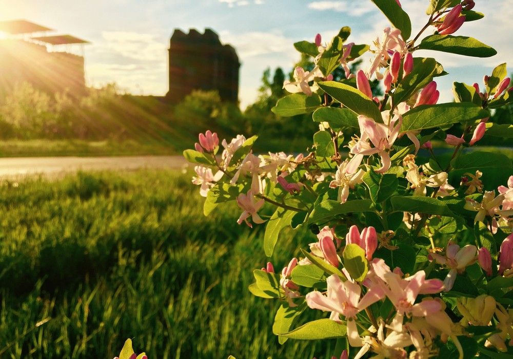 Весенняя пора