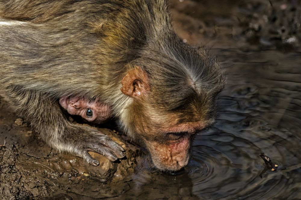 Conserve the Water bodies....protect the wildlife