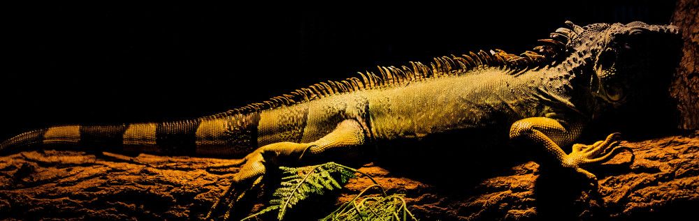 Photograph by Marija