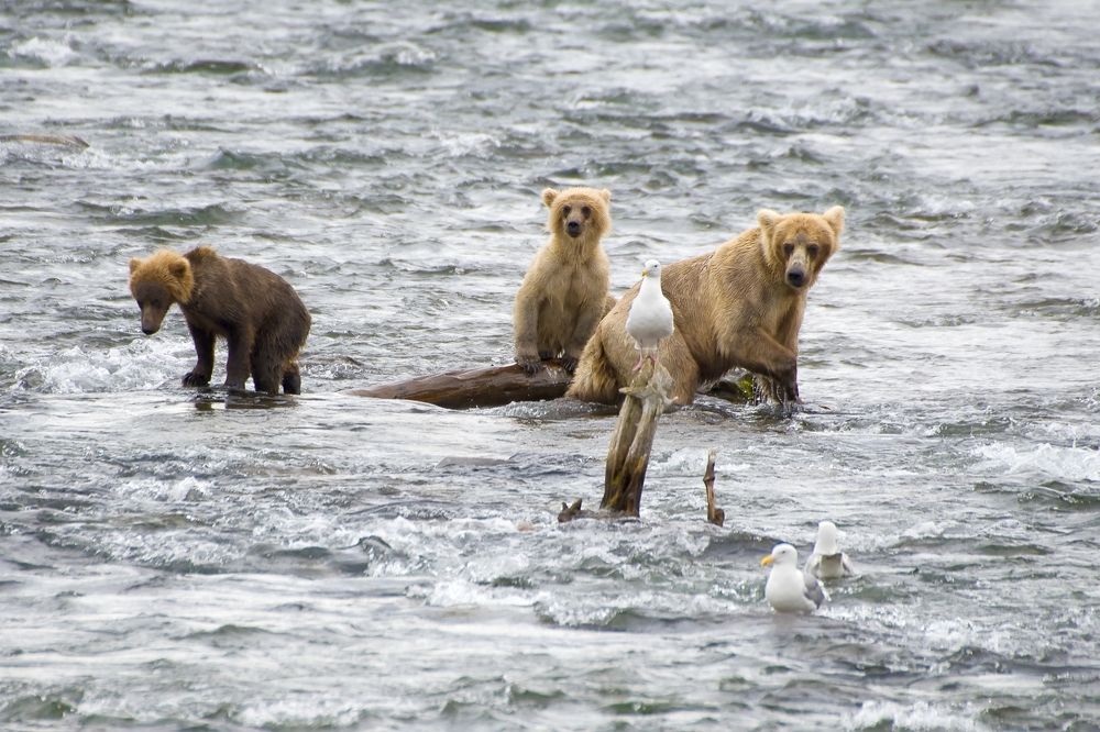 Медвежья семья на рыбалке.