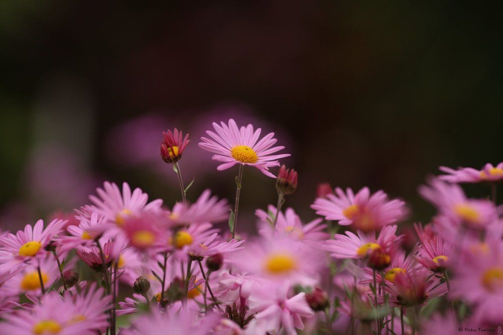 Осенние хризантемы