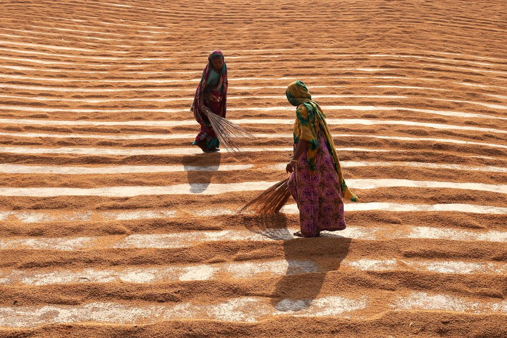 Paddy Processing at Bangladesh