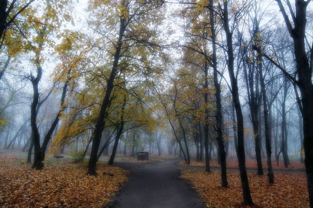 Нежное туманное утро