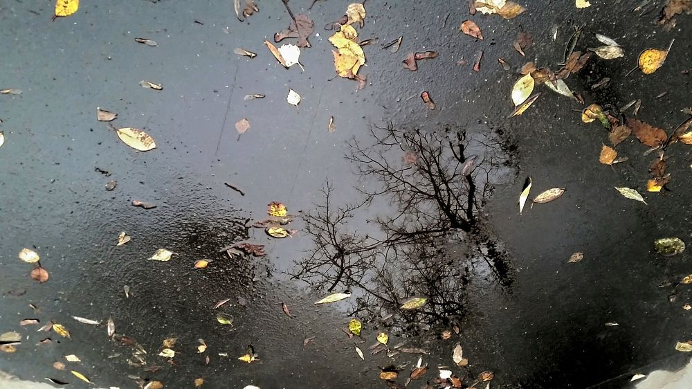 Зеркало осени