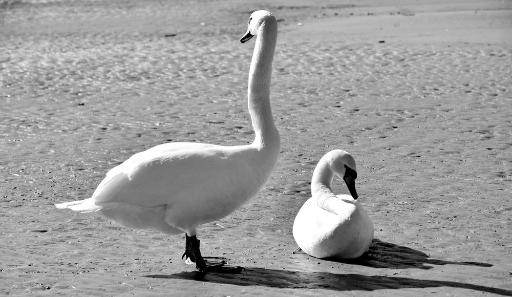 Swan couple / Лебединая пара