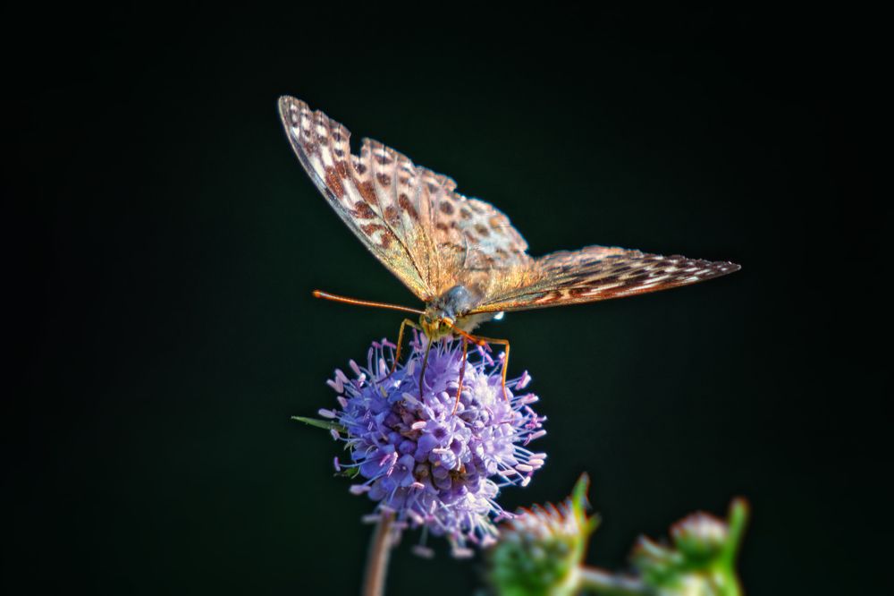 Photograph by Анатолий Калмыков