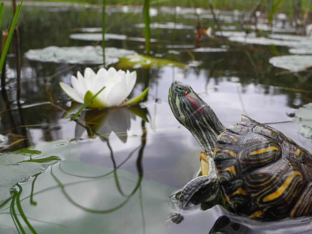 В ожиданиях Буратино