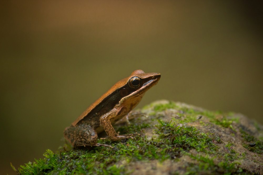golden backed frog