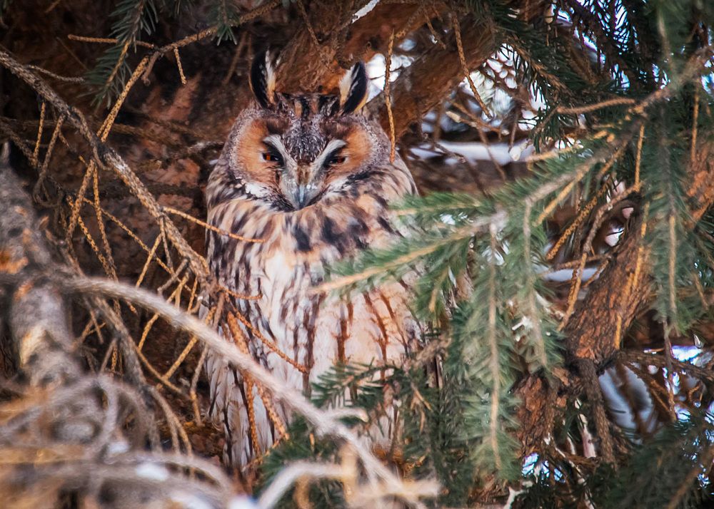 Ушастая сова