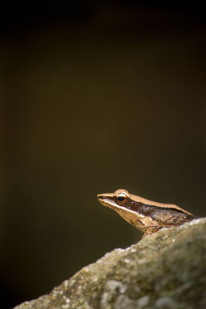 golden backed frog