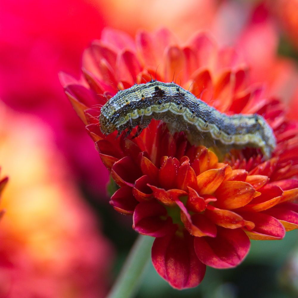 Мечта гусеницы