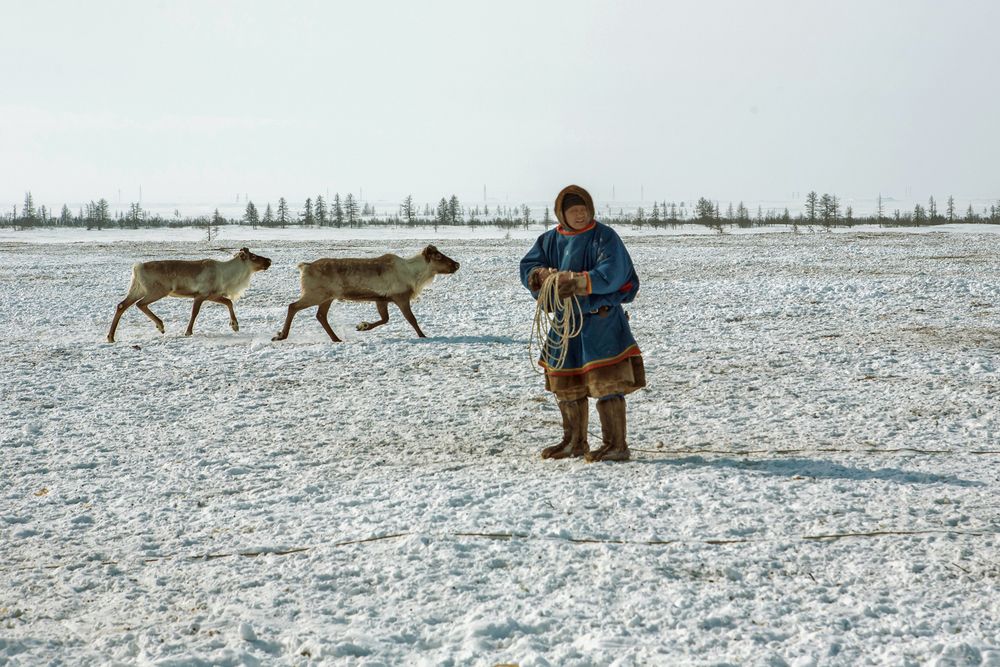 Труд оленевода